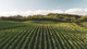 Vineyard sprawling across rolling hills